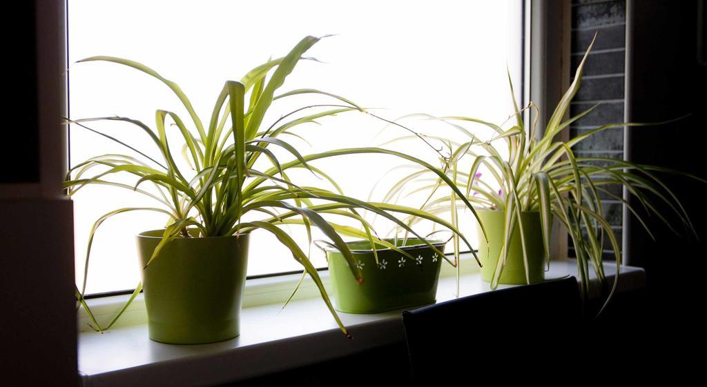 Apartman Sestine ザグレブ エクステリア 写真